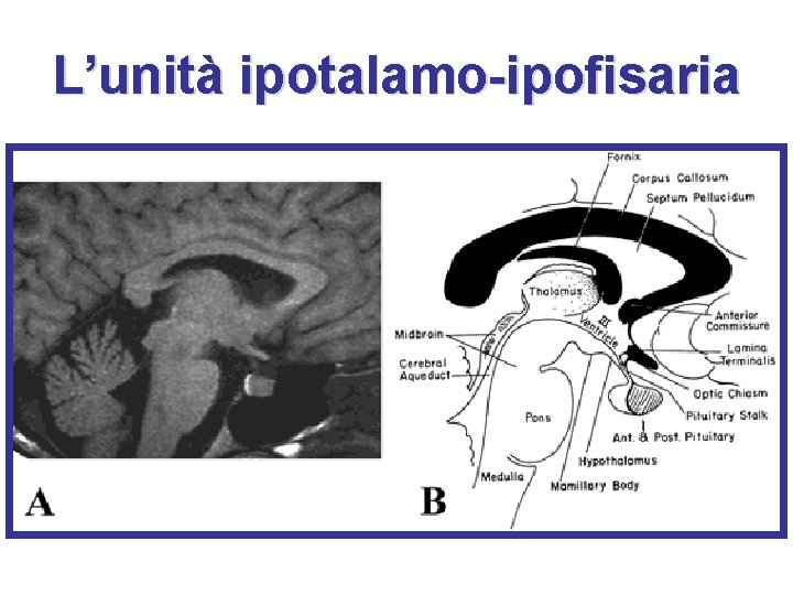 L’unità ipotalamo-ipofisaria 