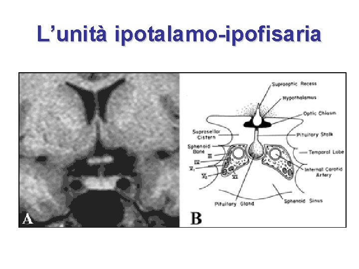 L’unità ipotalamo-ipofisaria 