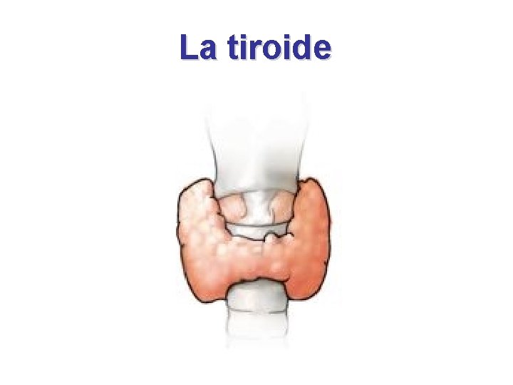 La tiroide 