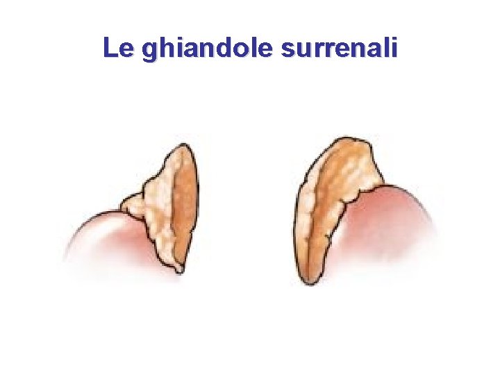 Le ghiandole surrenali 