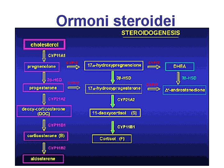 Ormoni steroidei Es. cortisolo, aldosterone, ormoni sessuali 