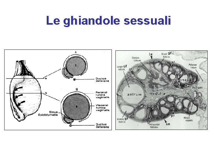 Le ghiandole sessuali 