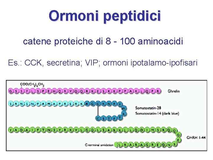Ormoni peptidici catene proteiche di 8 - 100 aminoacidi Es. : CCK, secretina; VIP;