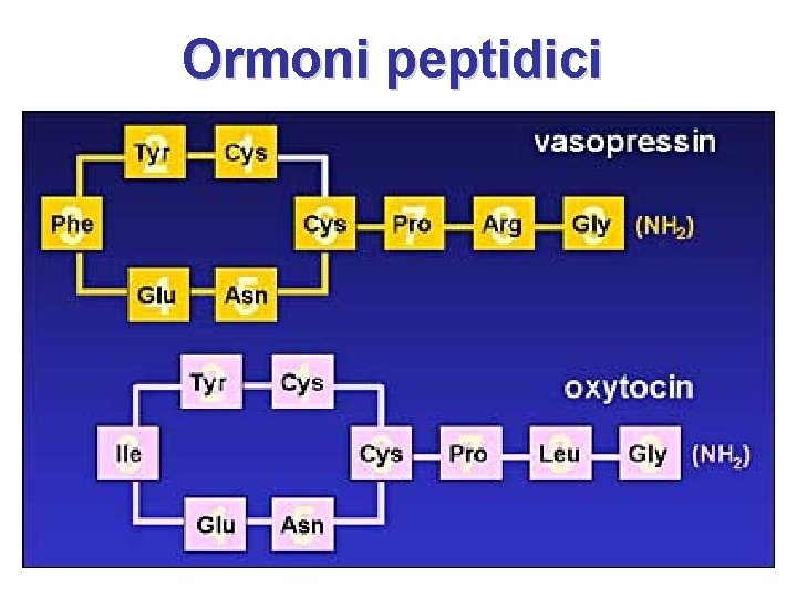 Ormoni peptidici catene proteiche di 8 - 100 aminoacidi Es. : CCK, secretina; VIP;