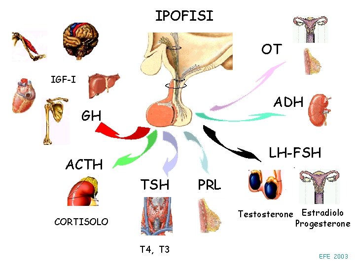 IPOFISI OT IGF-I ADH GH LH-FSH ACTH TSH PRL Testosterone Estradiolo Progesterone CORTISOLO T
