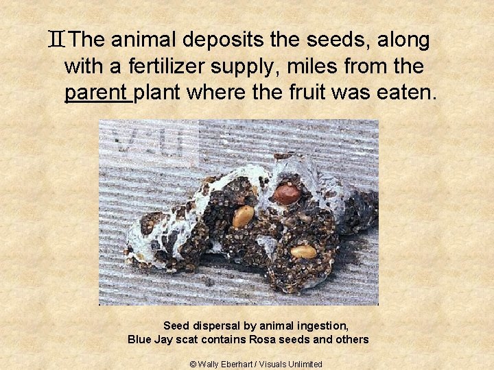 `The animal deposits the seeds, along with a fertilizer supply, miles from the parent