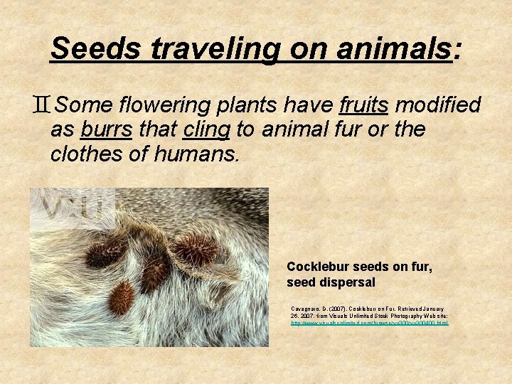 Seeds traveling on animals: `Some flowering plants have fruits modified as burrs that cling