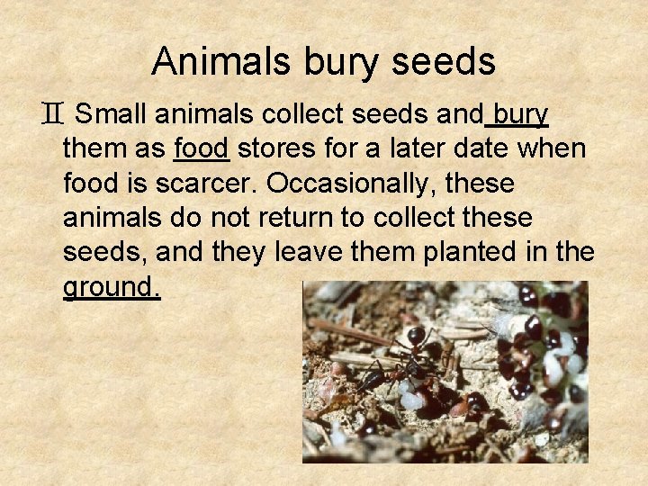 Animals bury seeds ` Small animals collect seeds and bury them as food stores