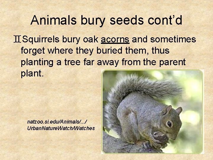 Animals bury seeds cont’d `Squirrels bury oak acorns and sometimes forget where they buried