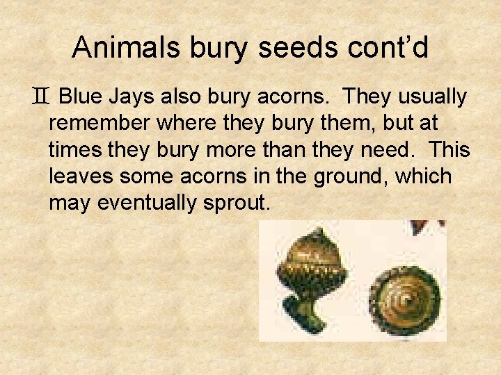 Animals bury seeds cont’d ` Blue Jays also bury acorns. They usually remember where