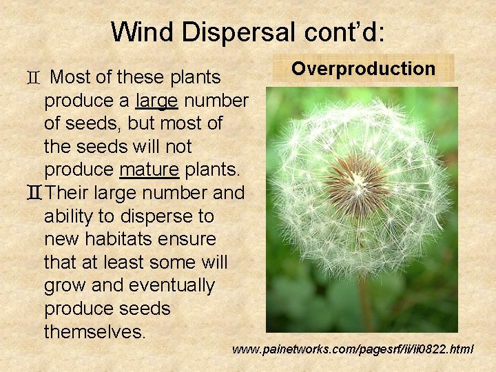 Wind Dispersal cont’d: Overproduction ` Most of these plants produce a large number of