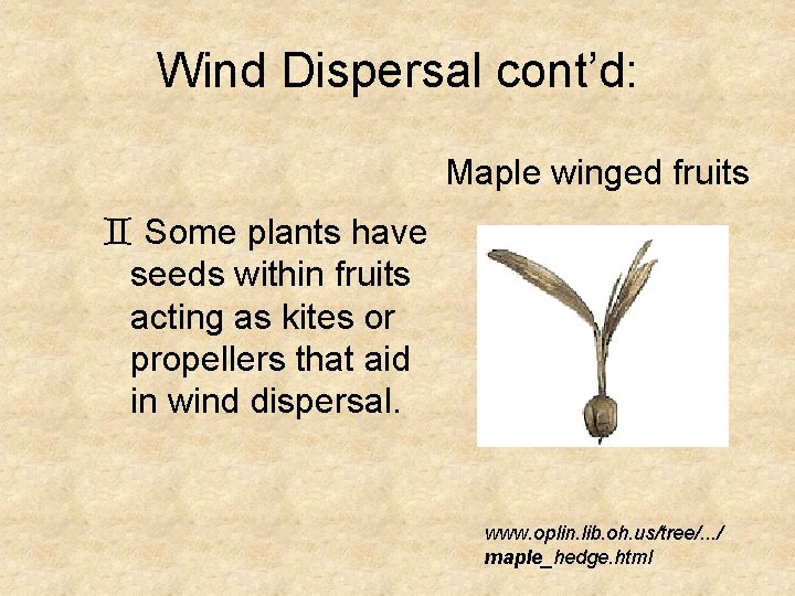 Wind Dispersal cont’d: Maple winged fruits ` Some plants have seeds within fruits acting