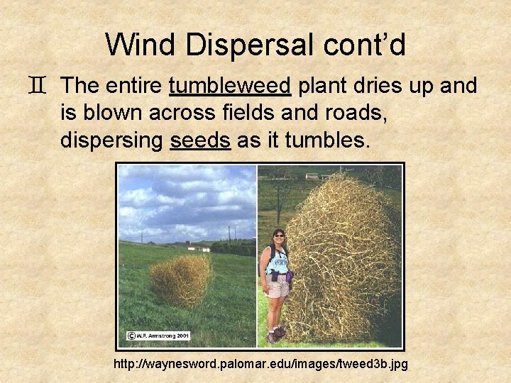 Wind Dispersal cont’d ` The entire tumbleweed plant dries up and is blown across