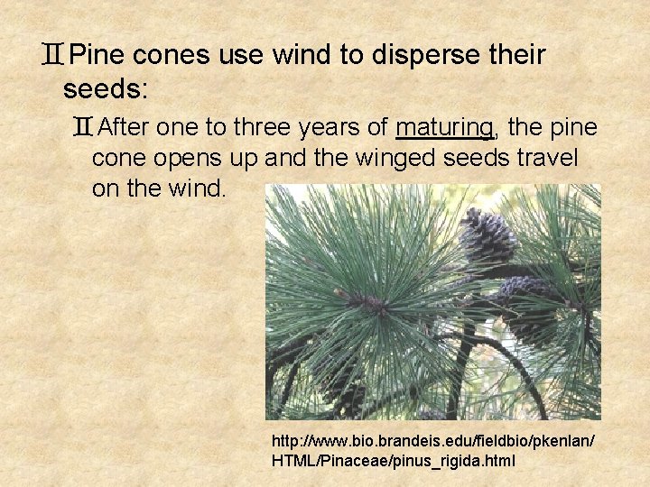 `Pine cones use wind to disperse their seeds: `After one to three years of