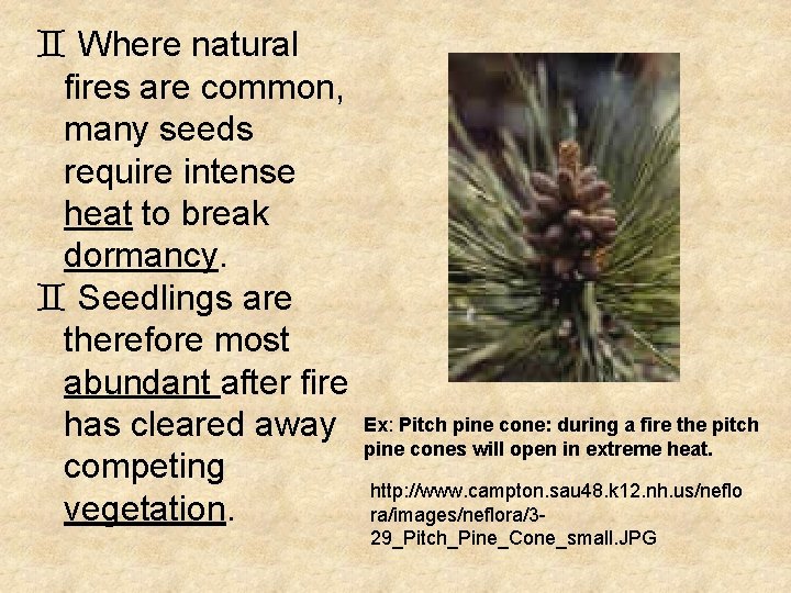 ` Where natural fires are common, many seeds require intense heat to break dormancy.