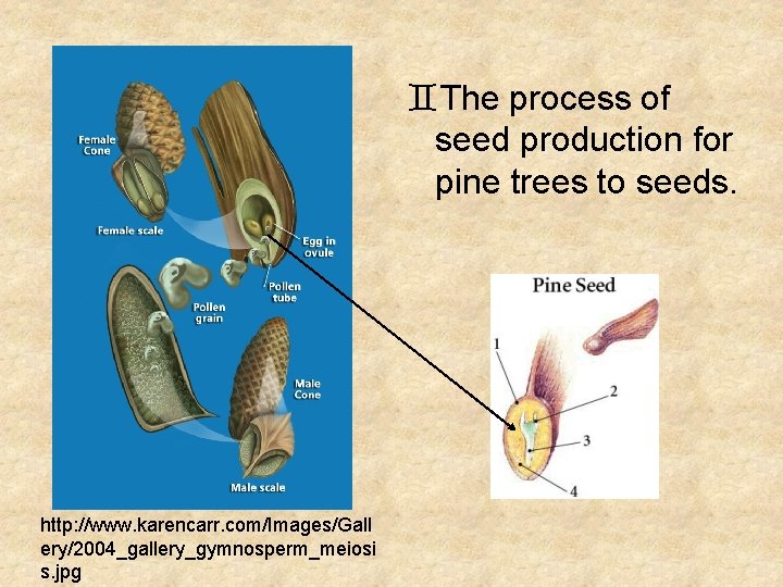`The process of seed production for pine trees to seeds. http: //www. karencarr. com/Images/Gall