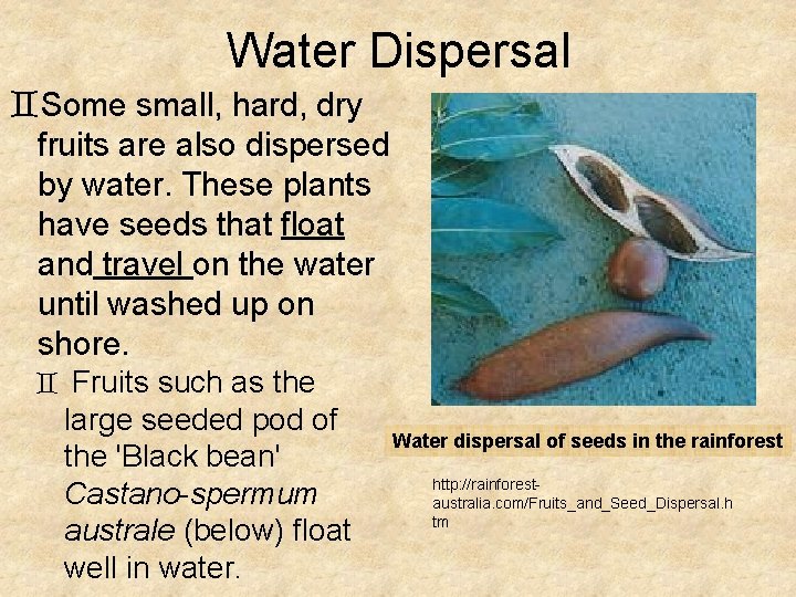 Water Dispersal `Some small, hard, dry fruits are also dispersed by water. These plants