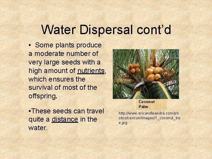 Water Dispersal cont’d • Some plants produce a moderate number of very large seeds