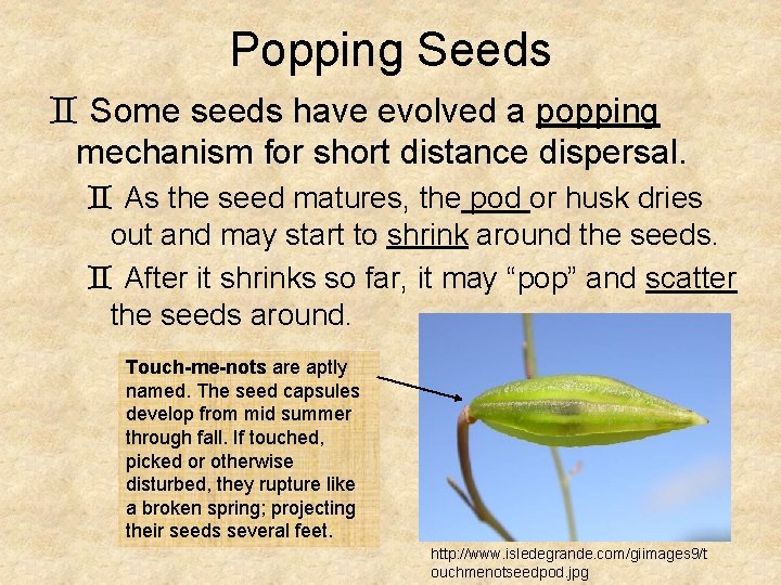 Popping Seeds ` Some seeds have evolved a popping mechanism for short distance dispersal.