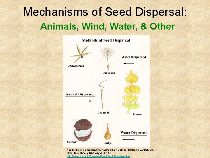 Mechanisms of Seed Dispersal: Animals, Wind, Water, & Other Pacific Union College (2007). Pacific