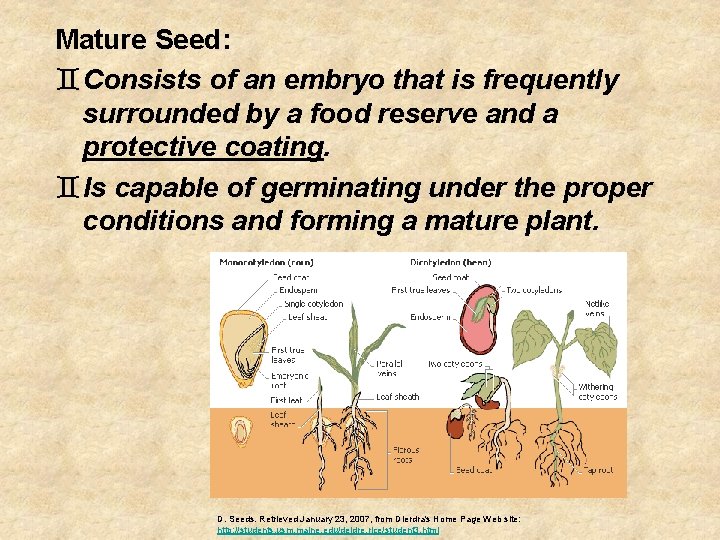 Mature Seed: `Consists of an embryo that is frequently surrounded by a food reserve