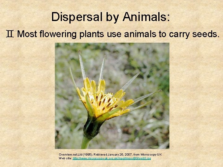 Dispersal by Animals: ` Most flowering plants use animals to carry seeds. Overview. net.