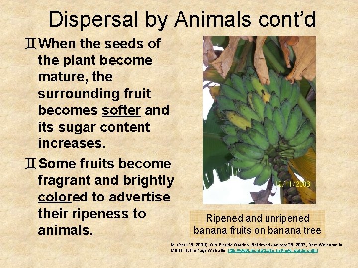 Dispersal by Animals cont’d `When the seeds of the plant become mature, the surrounding