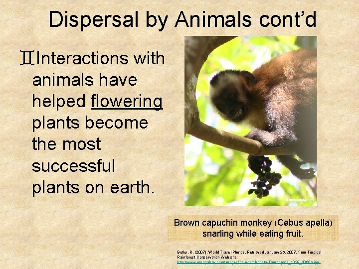 Dispersal by Animals cont’d `Interactions with animals have helped flowering plants become the most