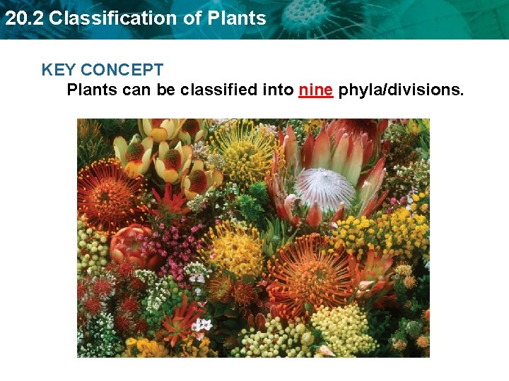 20. 2 Classification of Plants KEY CONCEPT Plants can be classified into nine phyla/divisions.