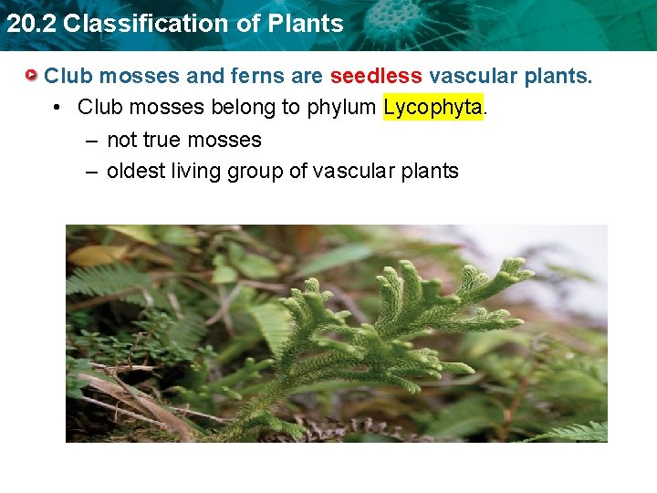 20. 2 Classification of Plants Club mosses and ferns are seedless vascular plants. •