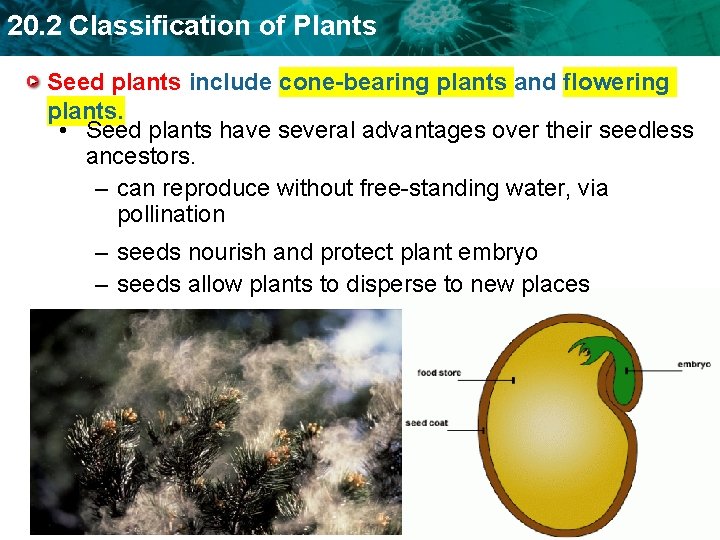 20. 2 Classification of Plants Seed plants include cone-bearing plants and flowering plants. •