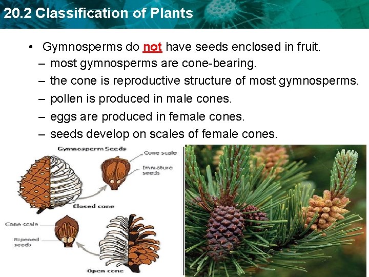 20. 2 Classification of Plants • Gymnosperms do not have seeds enclosed in fruit.