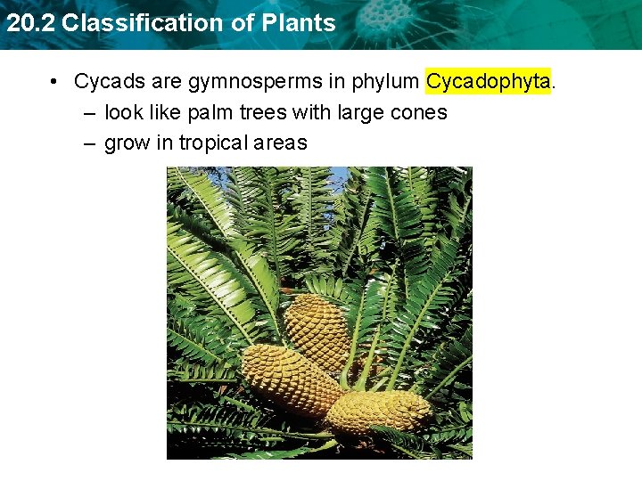 20. 2 Classification of Plants • Cycads are gymnosperms in phylum Cycadophyta. – look