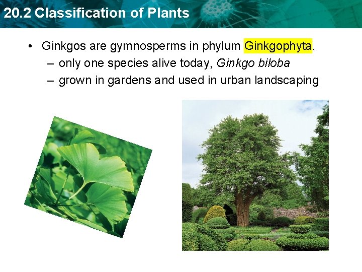 20. 2 Classification of Plants • Ginkgos are gymnosperms in phylum Ginkgophyta. – only