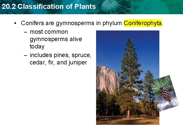 20. 2 Classification of Plants • Conifers are gymnosperms in phylum Coniferophyta. – most