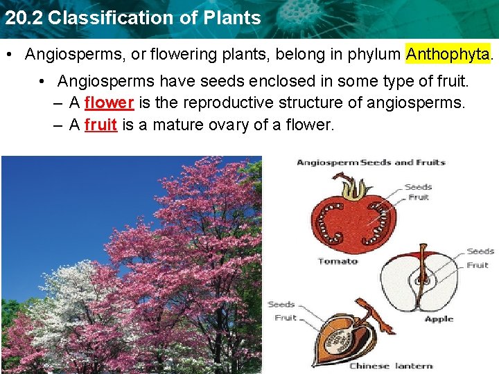 20. 2 Classification of Plants • Angiosperms, or flowering plants, belong in phylum Anthophyta.