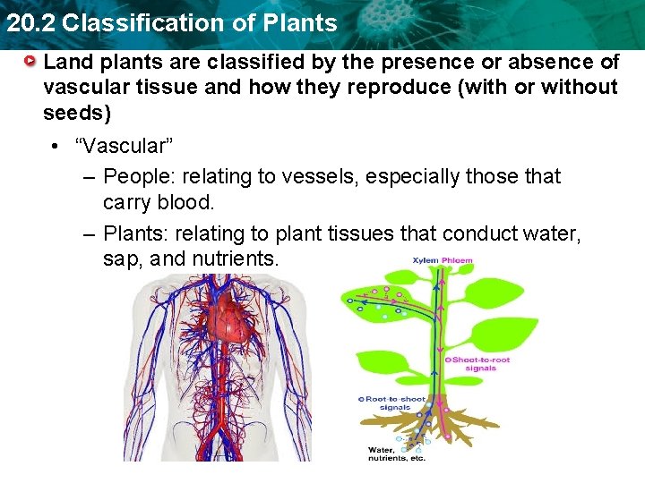 20. 2 Classification of Plants Land plants are classified by the presence or absence
