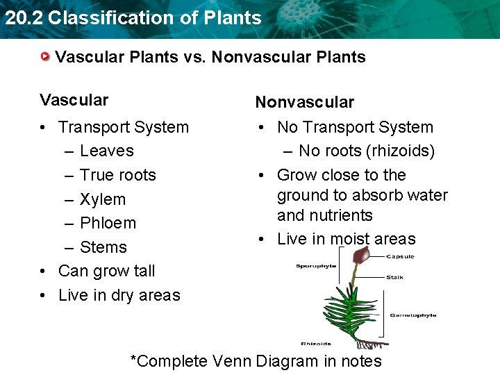 20. 2 Classification of Plants Vascular Plants vs. Nonvascular Plants Vascular Nonvascular • Transport