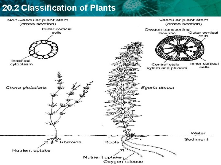 20. 2 Classification of Plants 