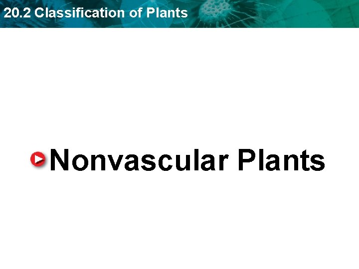 20. 2 Classification of Plants Nonvascular Plants 