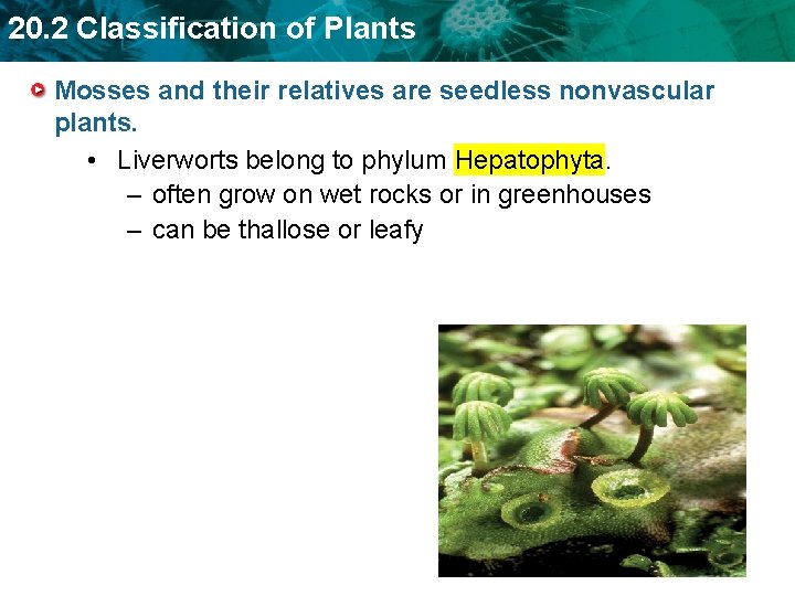 20. 2 Classification of Plants Mosses and their relatives are seedless nonvascular plants. •