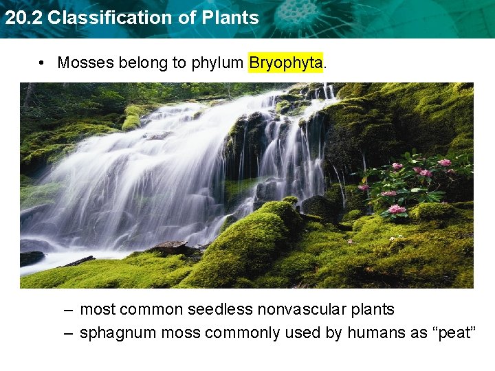20. 2 Classification of Plants • Mosses belong to phylum Bryophyta. – most common