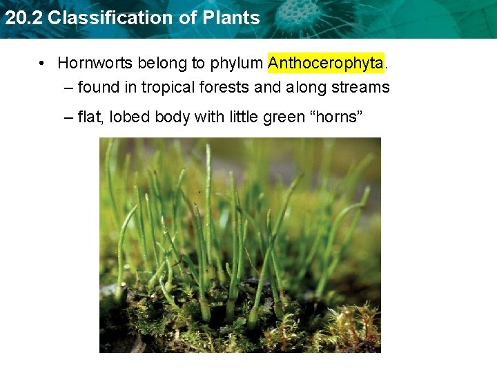 20. 2 Classification of Plants • Hornworts belong to phylum Anthocerophyta. – found in