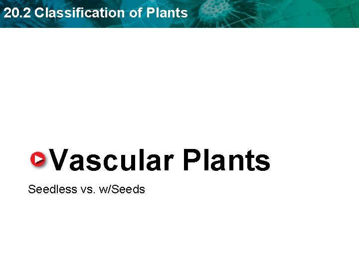 20 2 Classification of Plants KEY CONCEPT Plants