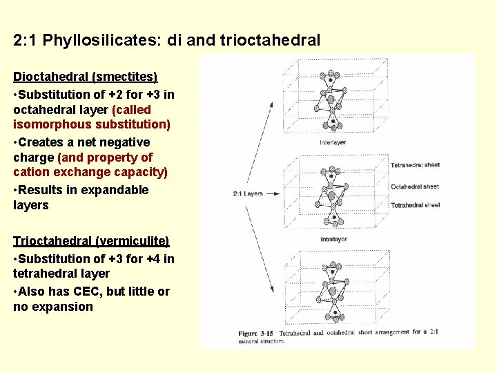 2: 1 Phyllosilicates: di and trioctahedral Dioctahedral (smectites) • Substitution of +2 for +3