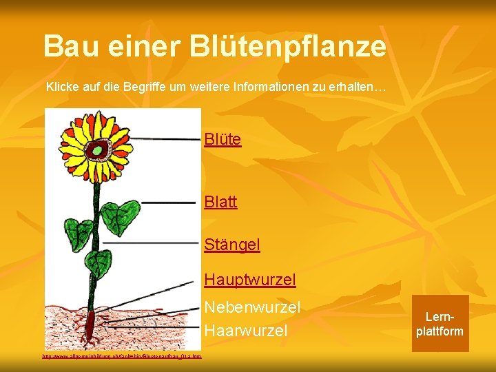 Bau einer Blütenpflanze Klicke auf die Begriffe um weitere Informationen zu erhalten… Blüte Blatt