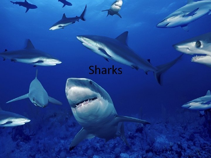 Sharks 