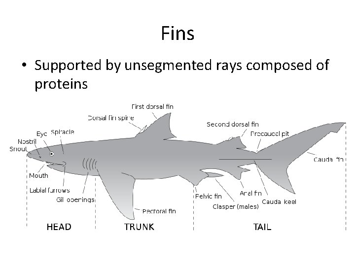 Fins • Supported by unsegmented rays composed of proteins 