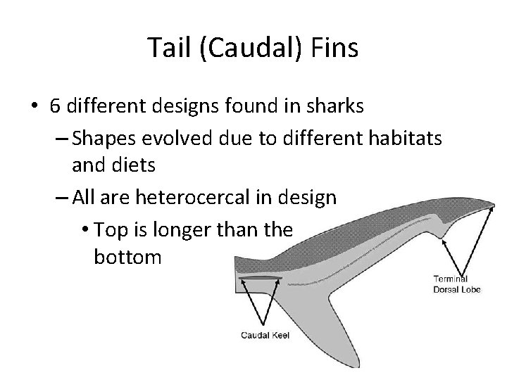 Tail (Caudal) Fins • 6 different designs found in sharks – Shapes evolved due