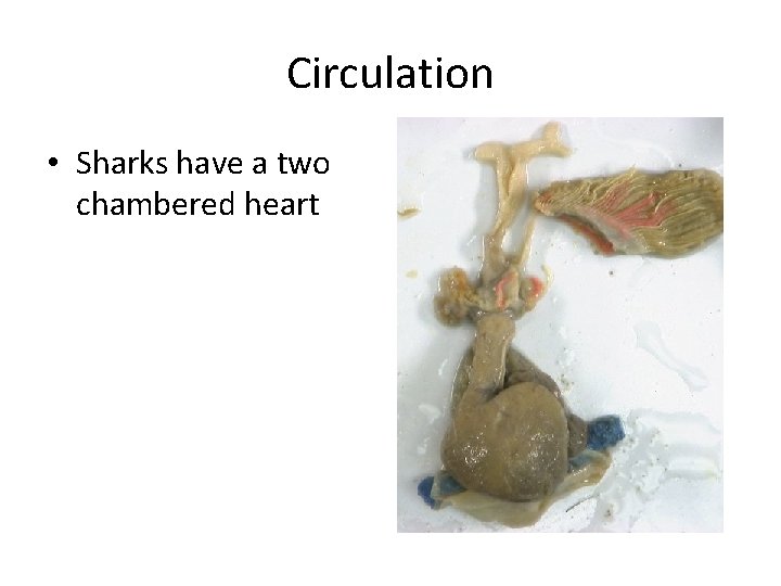 Circulation • Sharks have a two chambered heart 